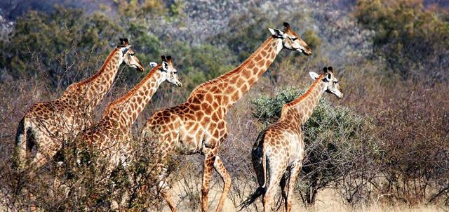 Kaingo Private Game Reserve and Spa Kaingo Private Game Reserve and Spa