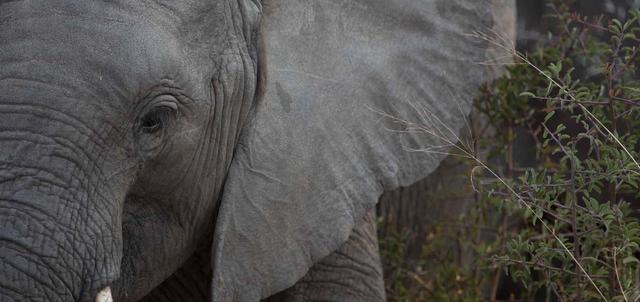 Nzumba Camp Nzumba Camp