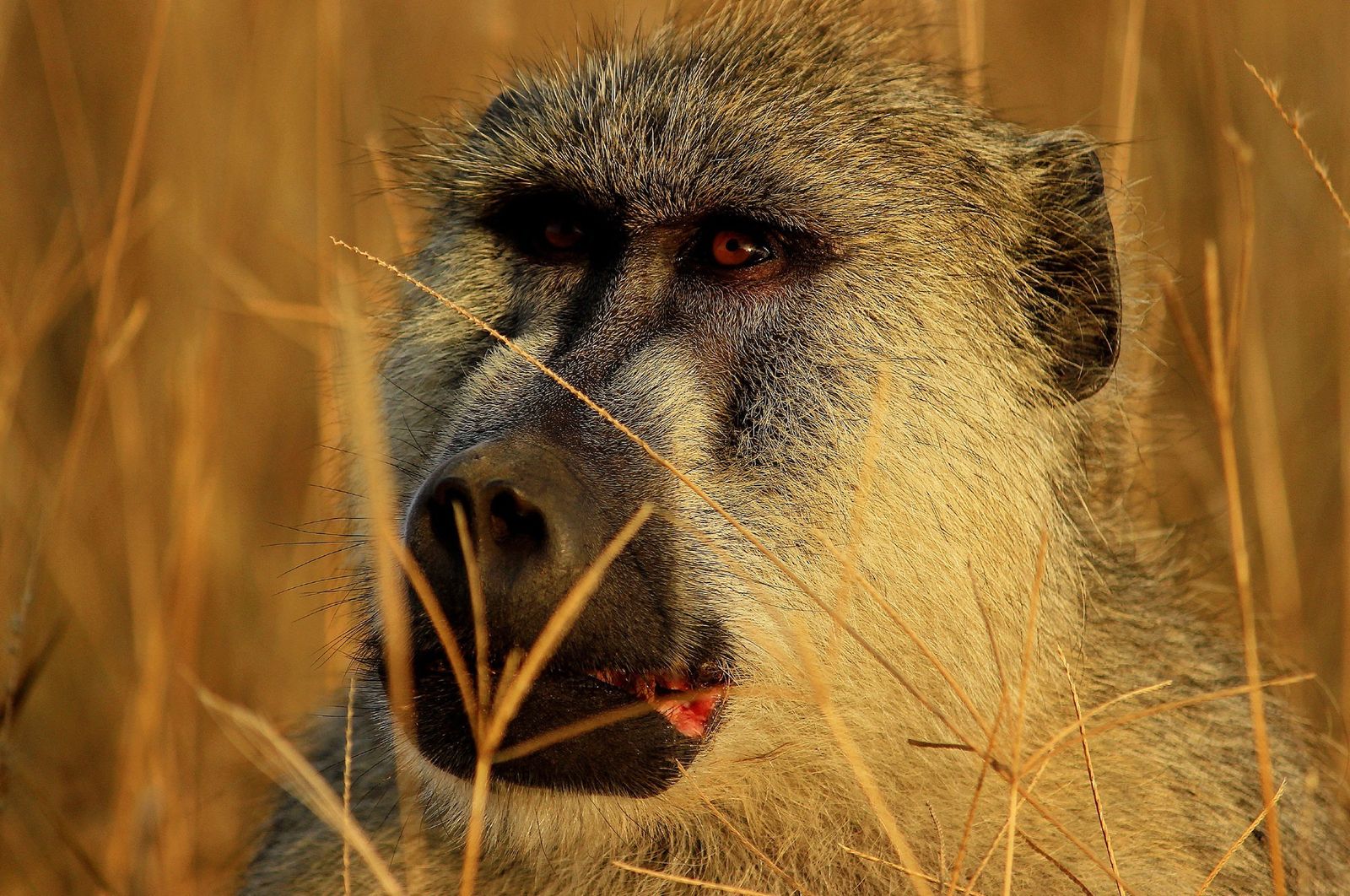 Tsavo East National Park