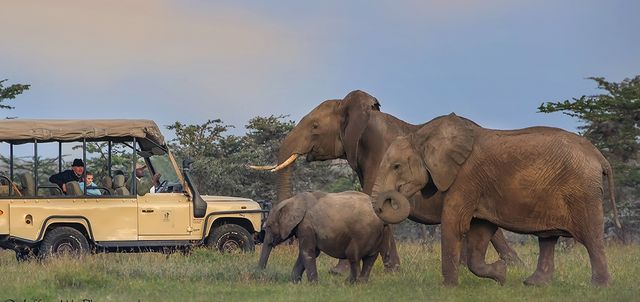 Amboseli and Ol Pejeta in Style Amboseli and Ol Pejeta in Style