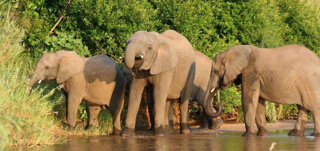 Karongwe Private Game Reserve Karongwe Private Game Reserve