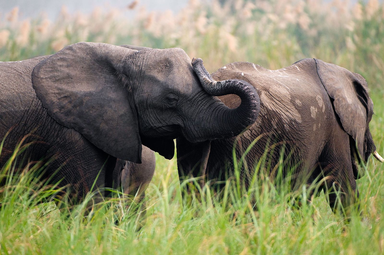 Liwonde National Park Liwonde National Park