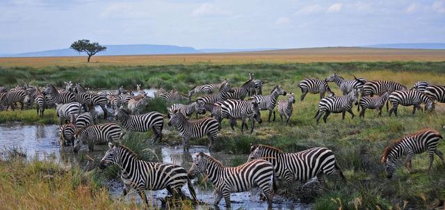 Kongoni Lodge Kongoni Lodge