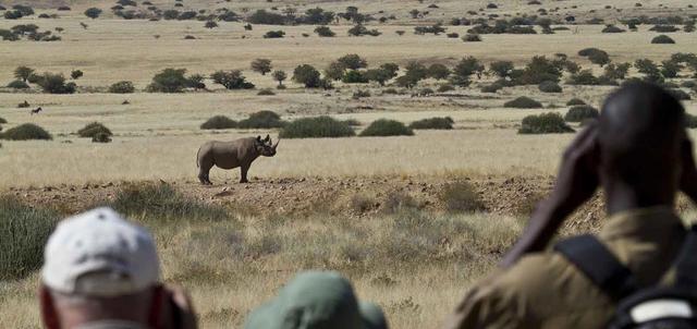 Desert Rhino Camp