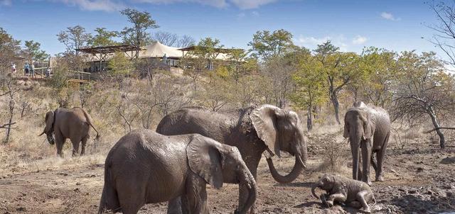 Elephant Camp Elephant Camp