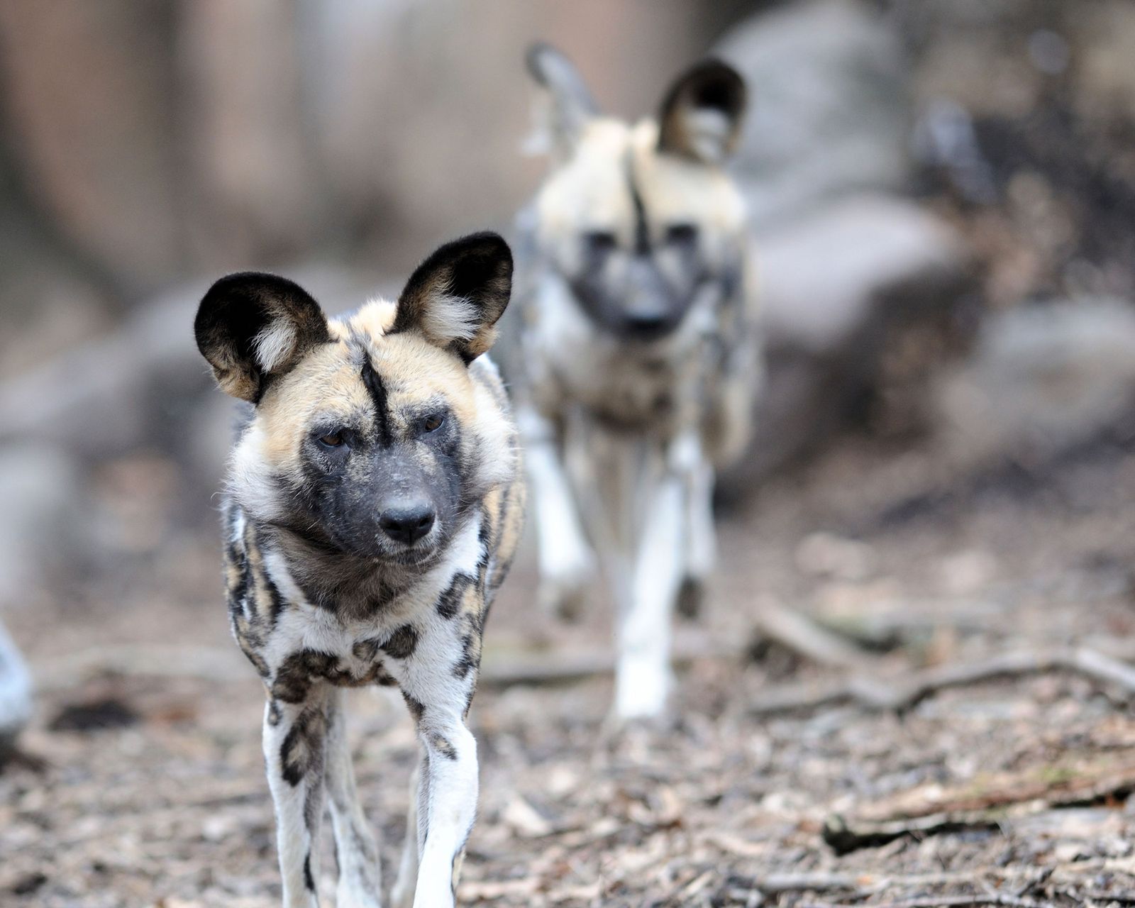 Meru National Park