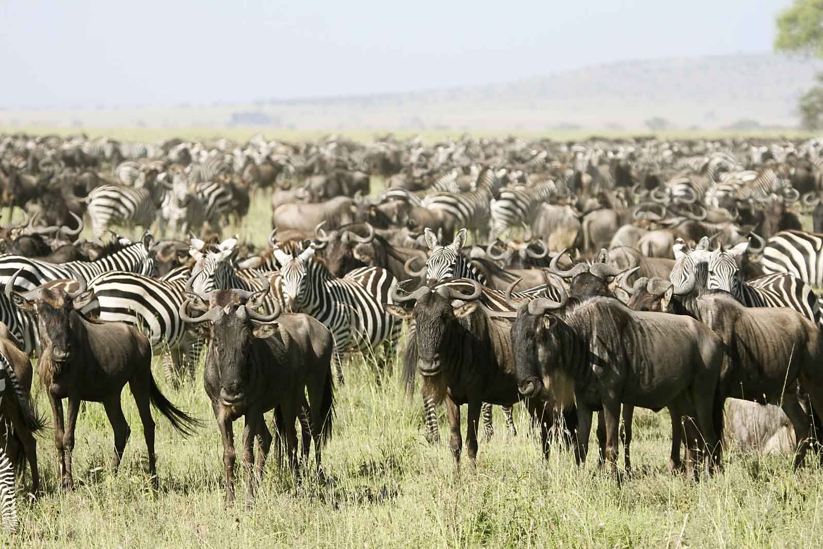 Kenya Tours Kenya Tours