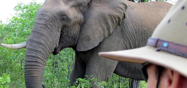 Senalala Luxury Safari Camp Senalala Luxury Safari Camp