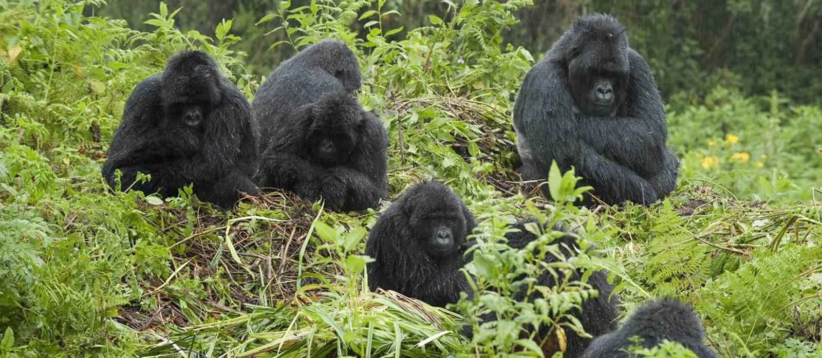 Gorilla’s Galore Gorilla’s Galore