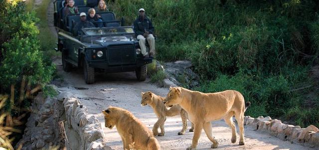 Best of the Kruger Luxury Best of the Kruger Luxury