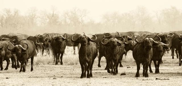 Island Bush Camp Island Bush Camp