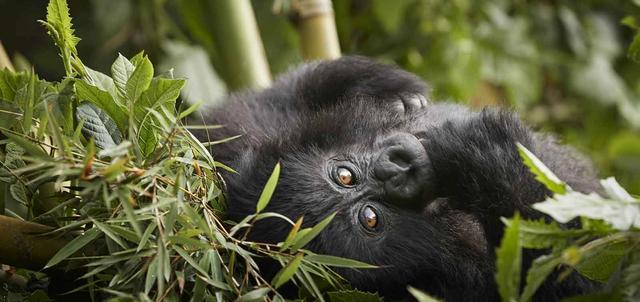 One&Only Gorilla's Nest Lodge One&Only Gorilla's Nest Lodge