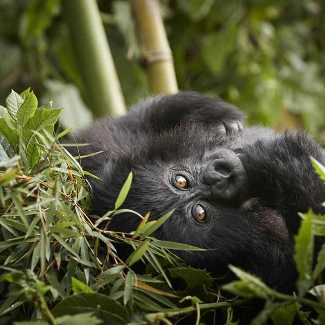 One&Only Gorilla's Nest Lodge One&Only Gorilla's Nest Lodge