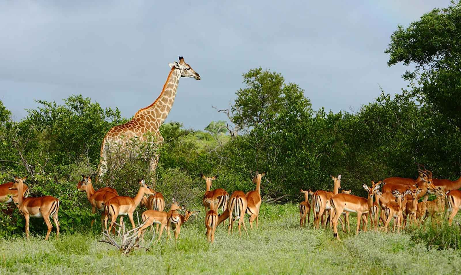 Complete Kruger Luxury - 0 - 5