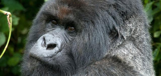 Kinigi Guesthouse Kinigi Guesthouse