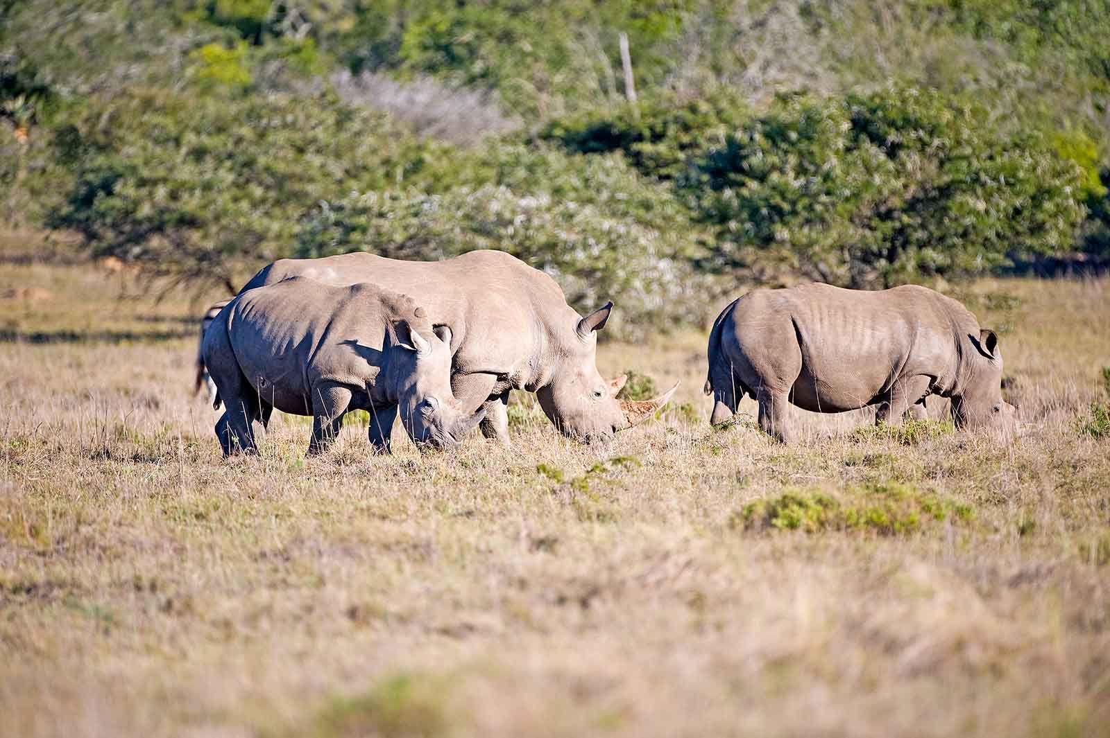 Amakhala Game Reserve