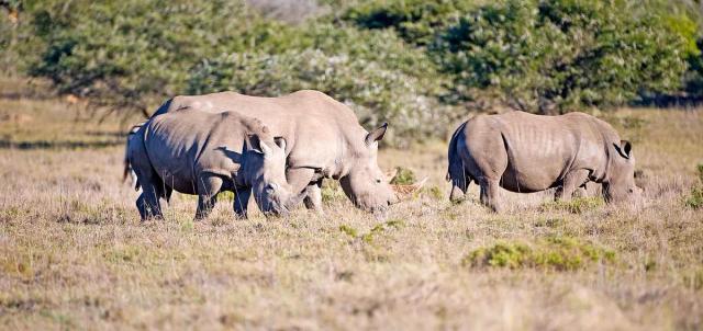 Amakhala Game Reserve Amakhala Game Reserve