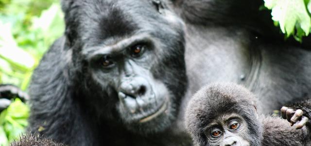 Gorilla’s Galore Gorilla’s Galore