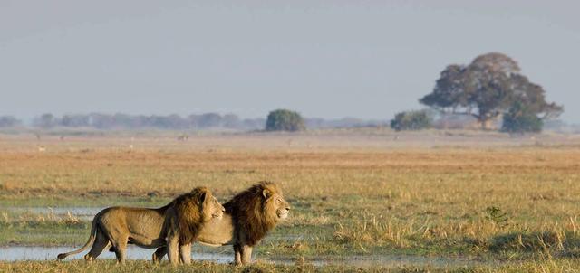 Classic Kafue and Victoria Falls Classic Kafue and Victoria Falls