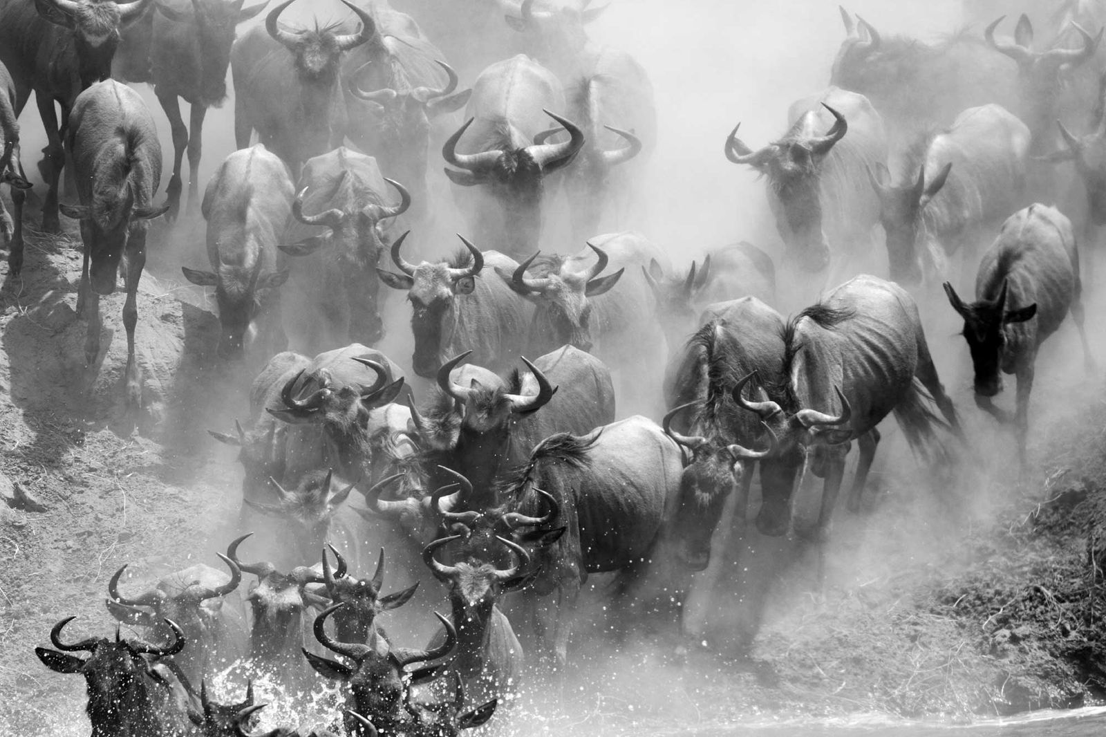 Masai Mara Safari
