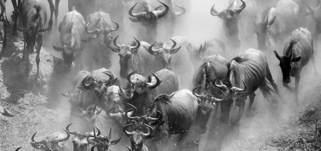 Masai Mara Safari Masai Mara Safari