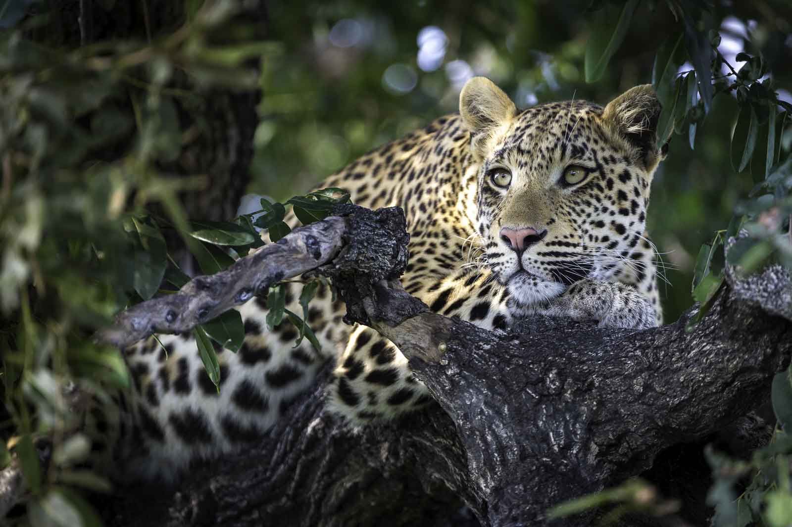 Botswana Safaris Botswana Safaris