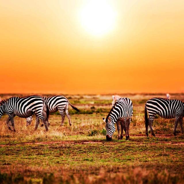 Ndutu Lodge Ndutu Lodge