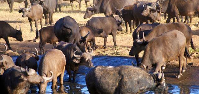 Patterson's Safari Camp 