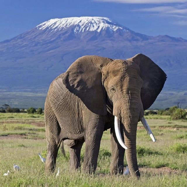 Amboseli Introduction Amboseli Introduction