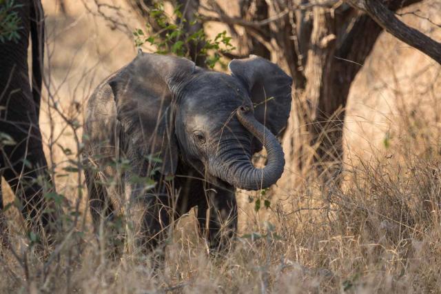 Elephants Drift Safari Lodge