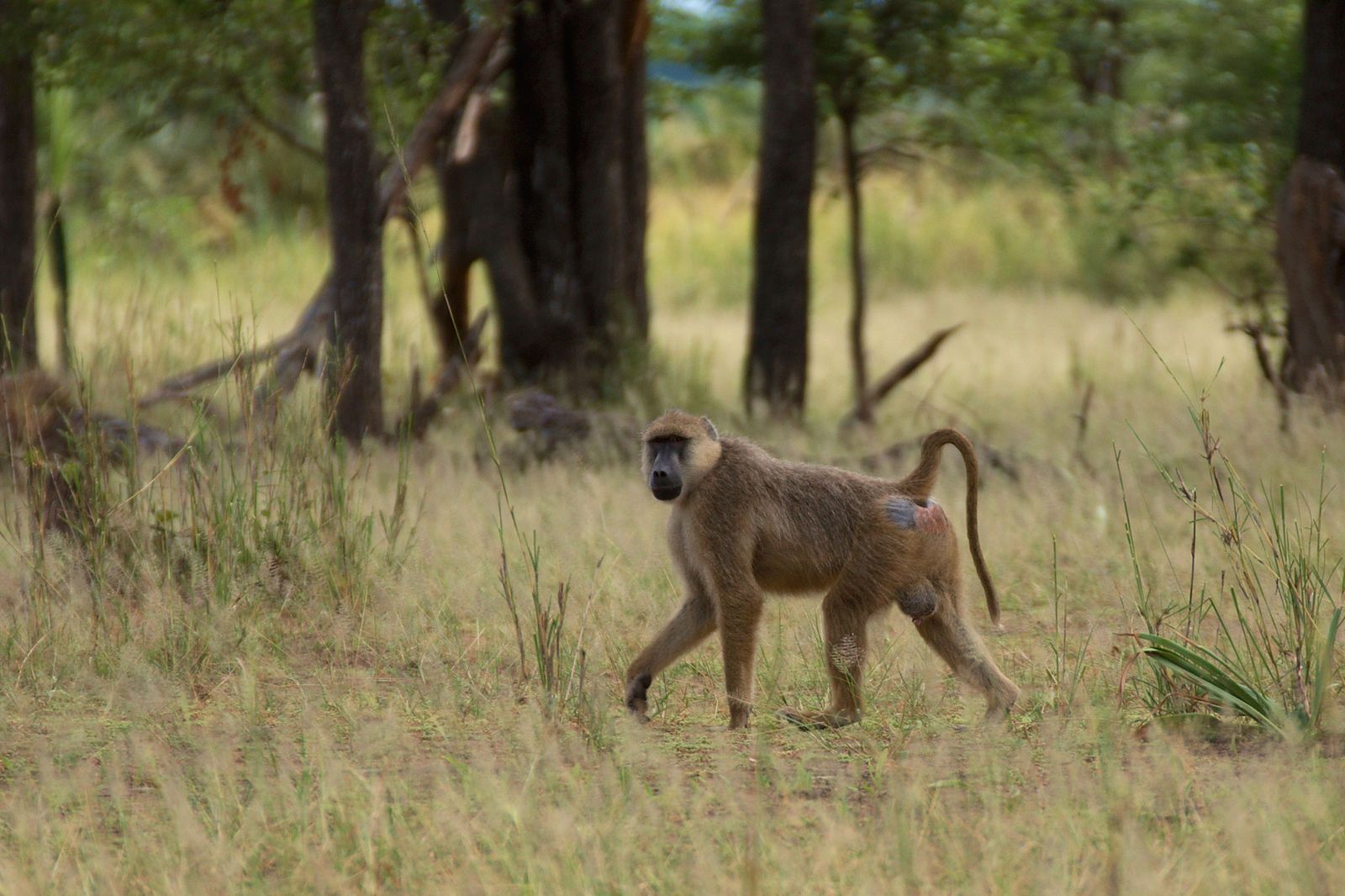 Ntchisi Forest Reserve