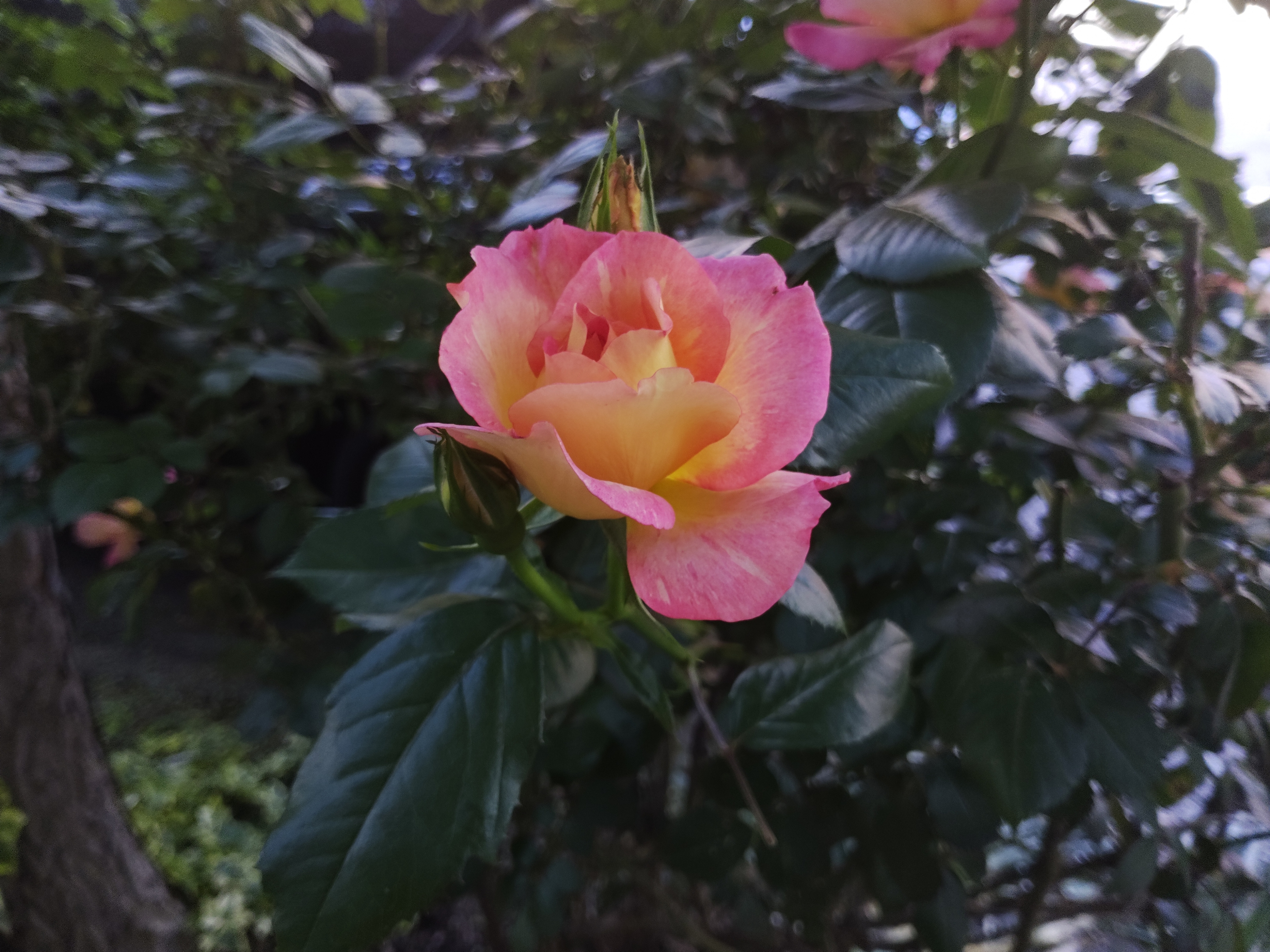 light-rose