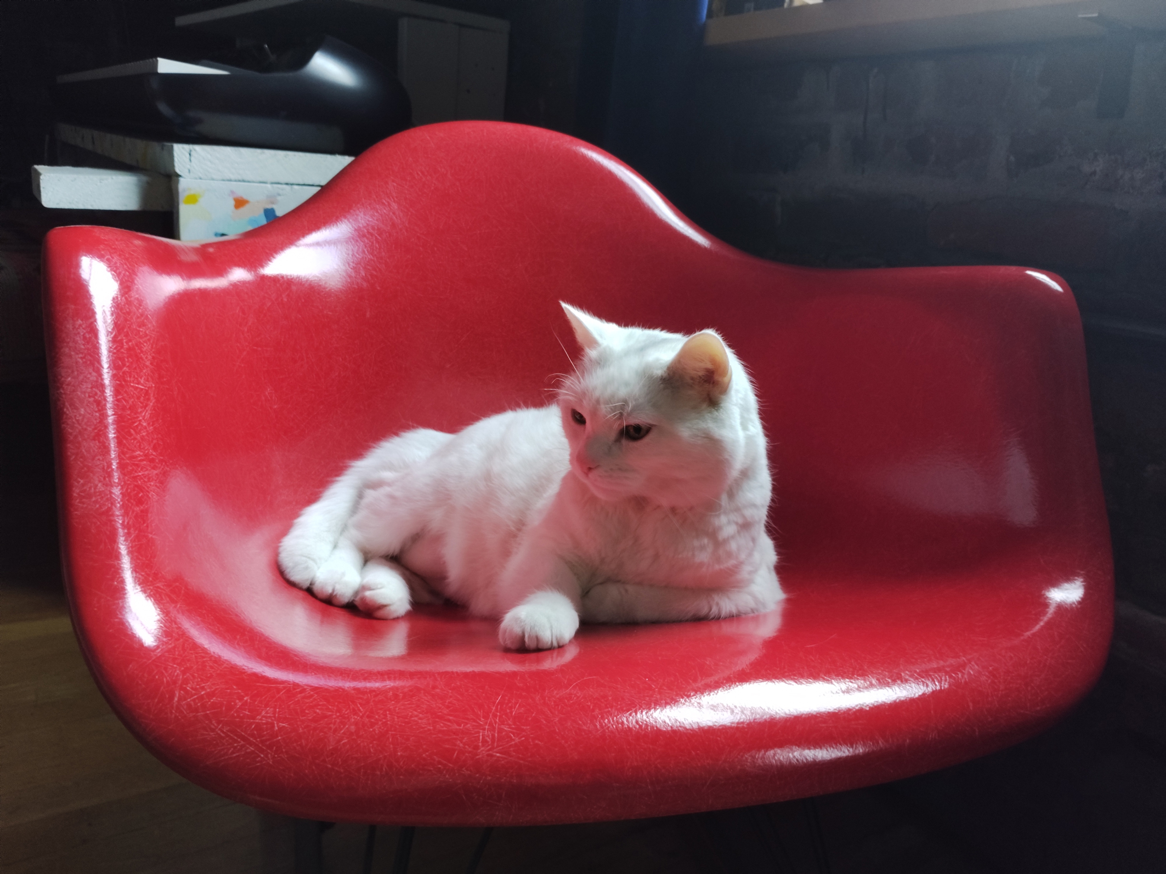 light-cat