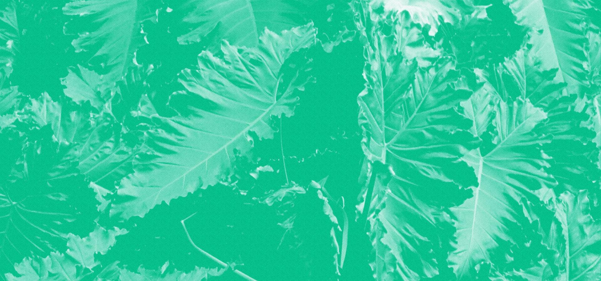 Plant with applied green by Humankind filter