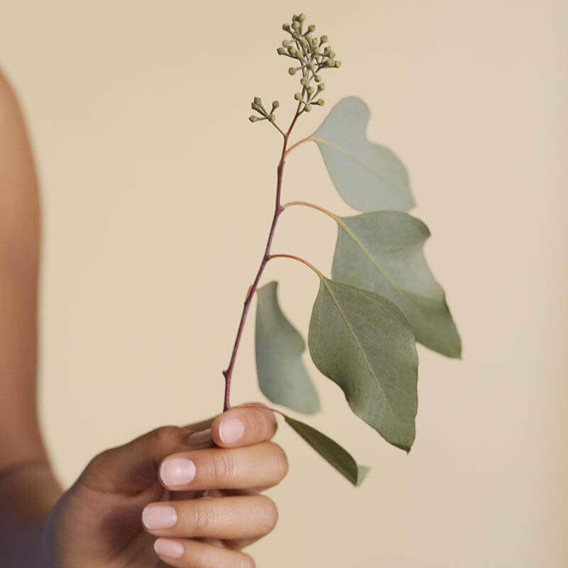 Photo of a hand holding a plant