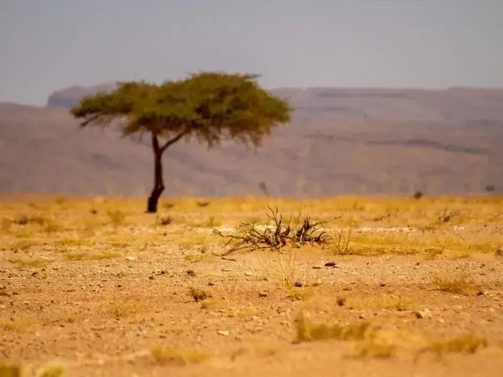 Trek Désert Maroc 2 Jours au Départ de M'Hamid