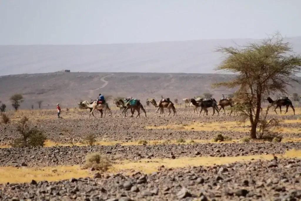 Les 5 Secrets d'une Excursion Inoubliable dans le Désert Marocain (M'hamid & Chegaga)