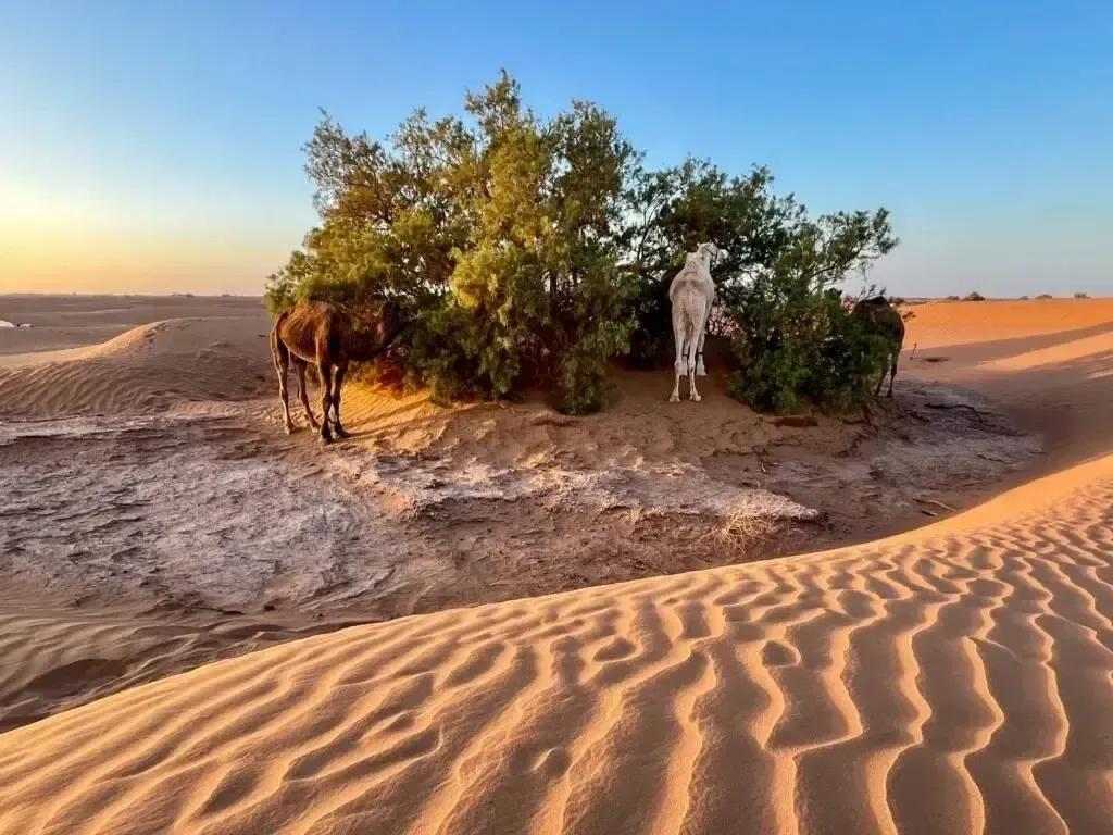 Circuit 3 Jours Départ Marrakech : Erg Chegaga en 4×4