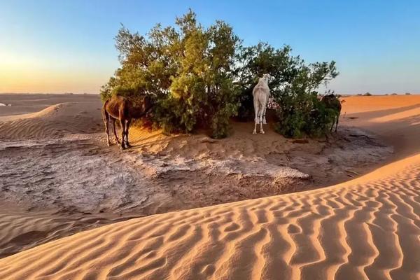 Circuit 3 Jours Départ Marrakech : Erg Chegaga en 4×4