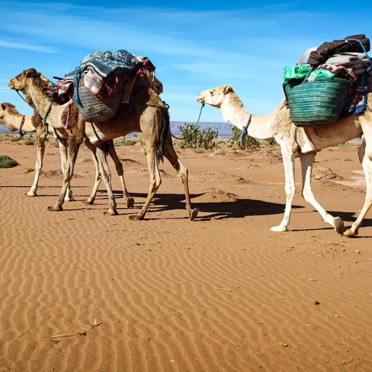 Trek Désert Marocain - Voyage Désert Mhamid