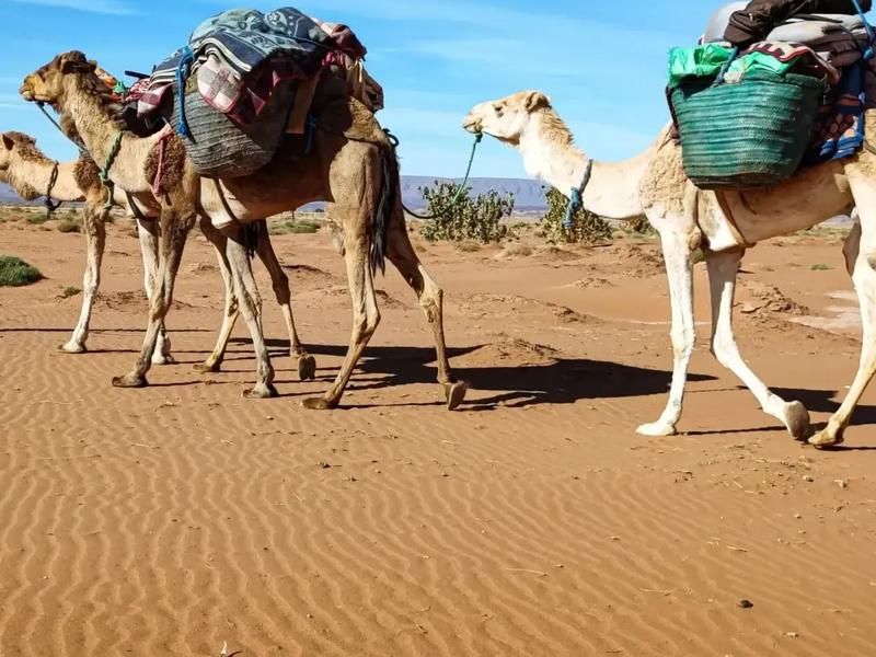 Trek Désert Marocain - Voyage Désert Mhamid