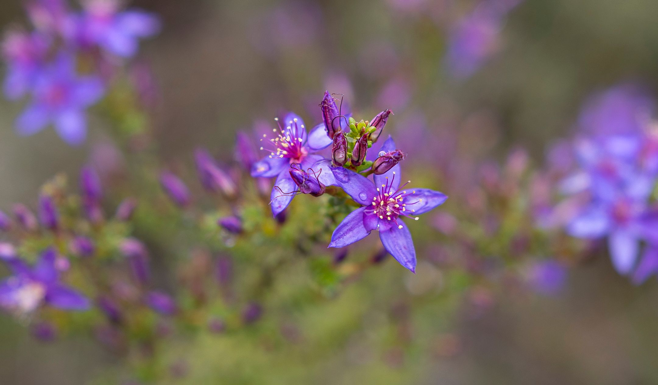 Cranbrook Wildflowers, Heidi Mayes, Great Southern