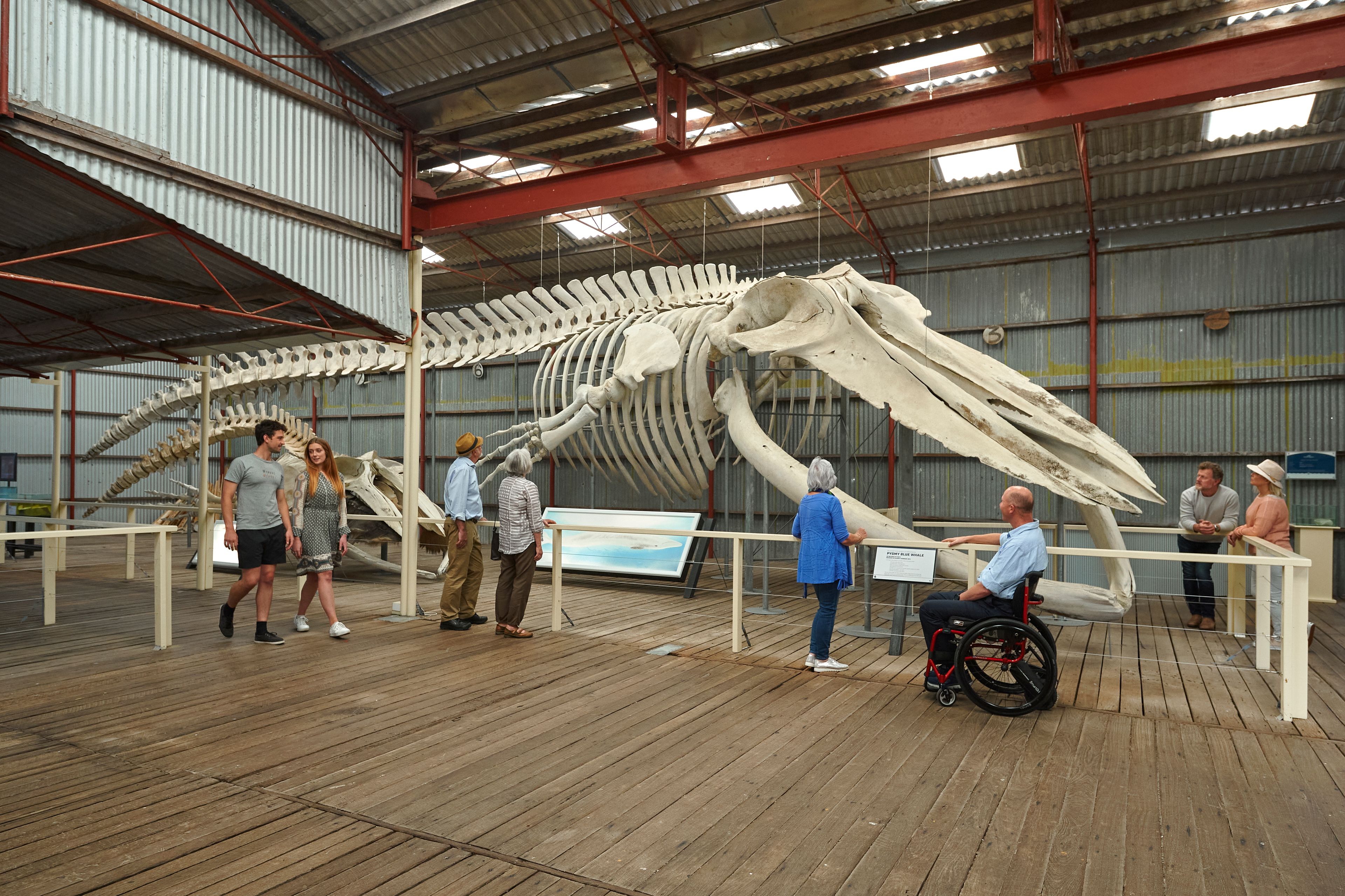 Large whale skeleton suspended mid-air in a museum