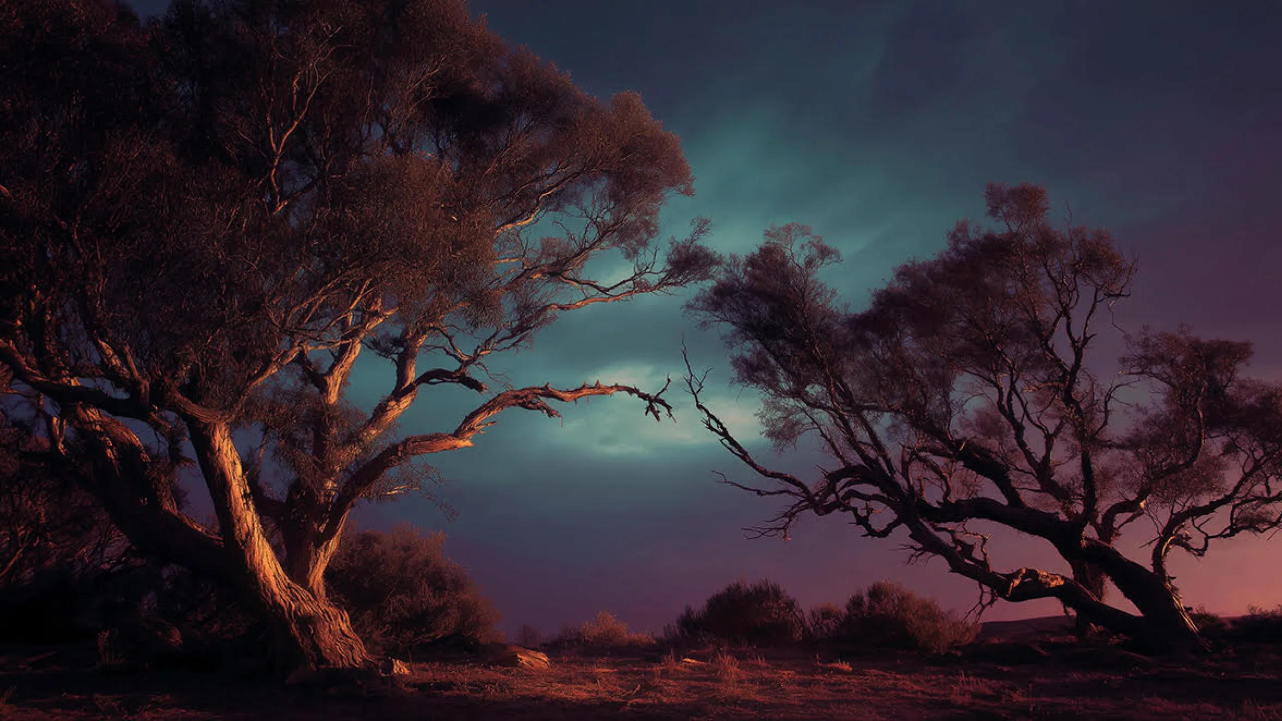 A photo of some trees against the backlight of the dusk sky.