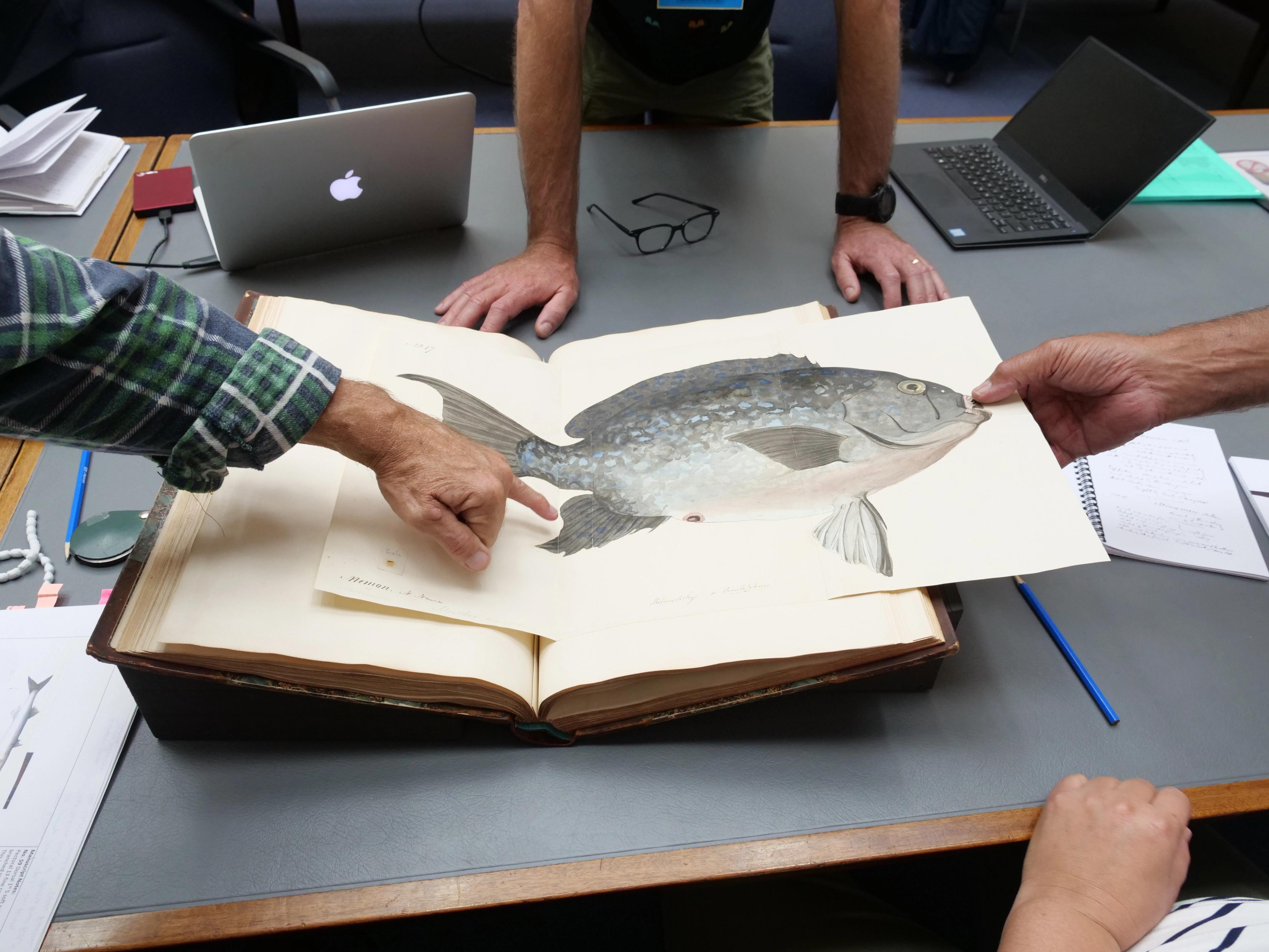 Lester Coyne and Larry Blight explore the Robert Neill Portfolio in the Natural History Museum, London.