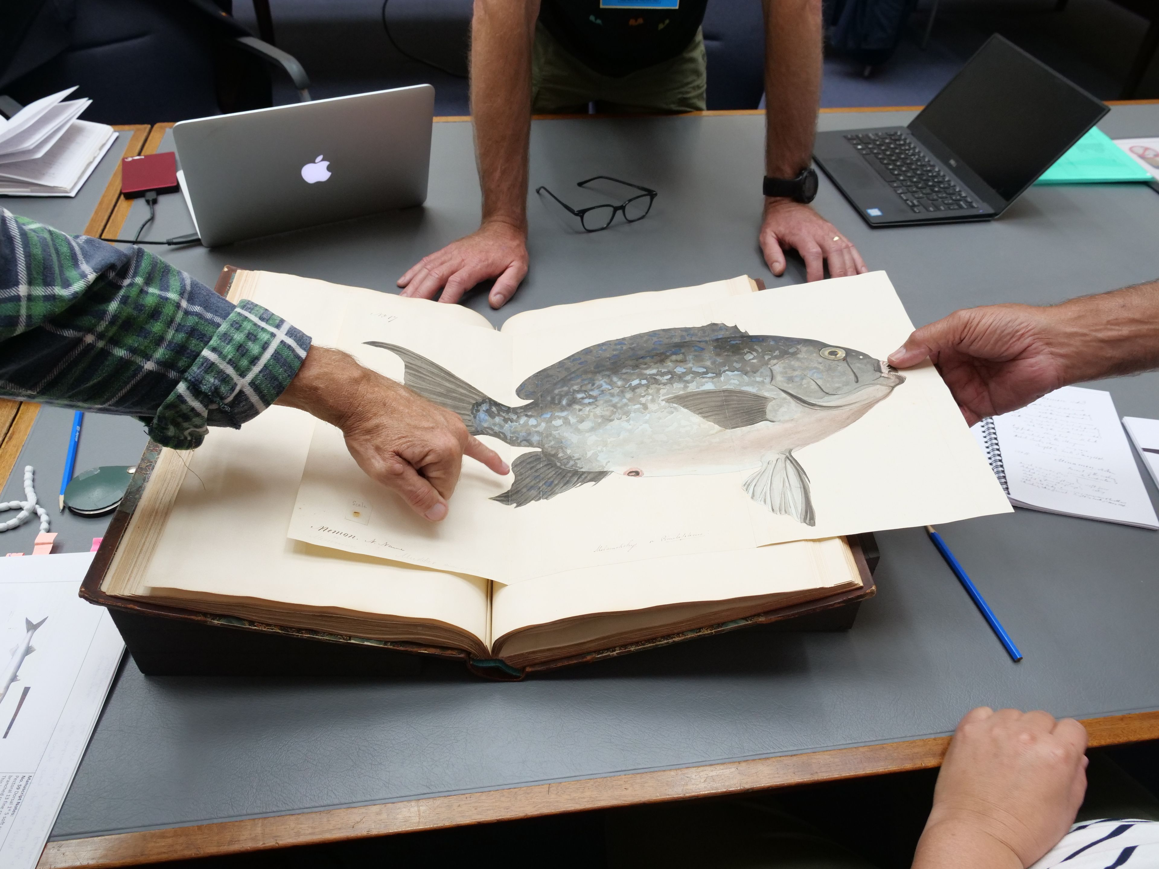 Archival image of a fish being looked at, with multiple hands pointing and exploring image