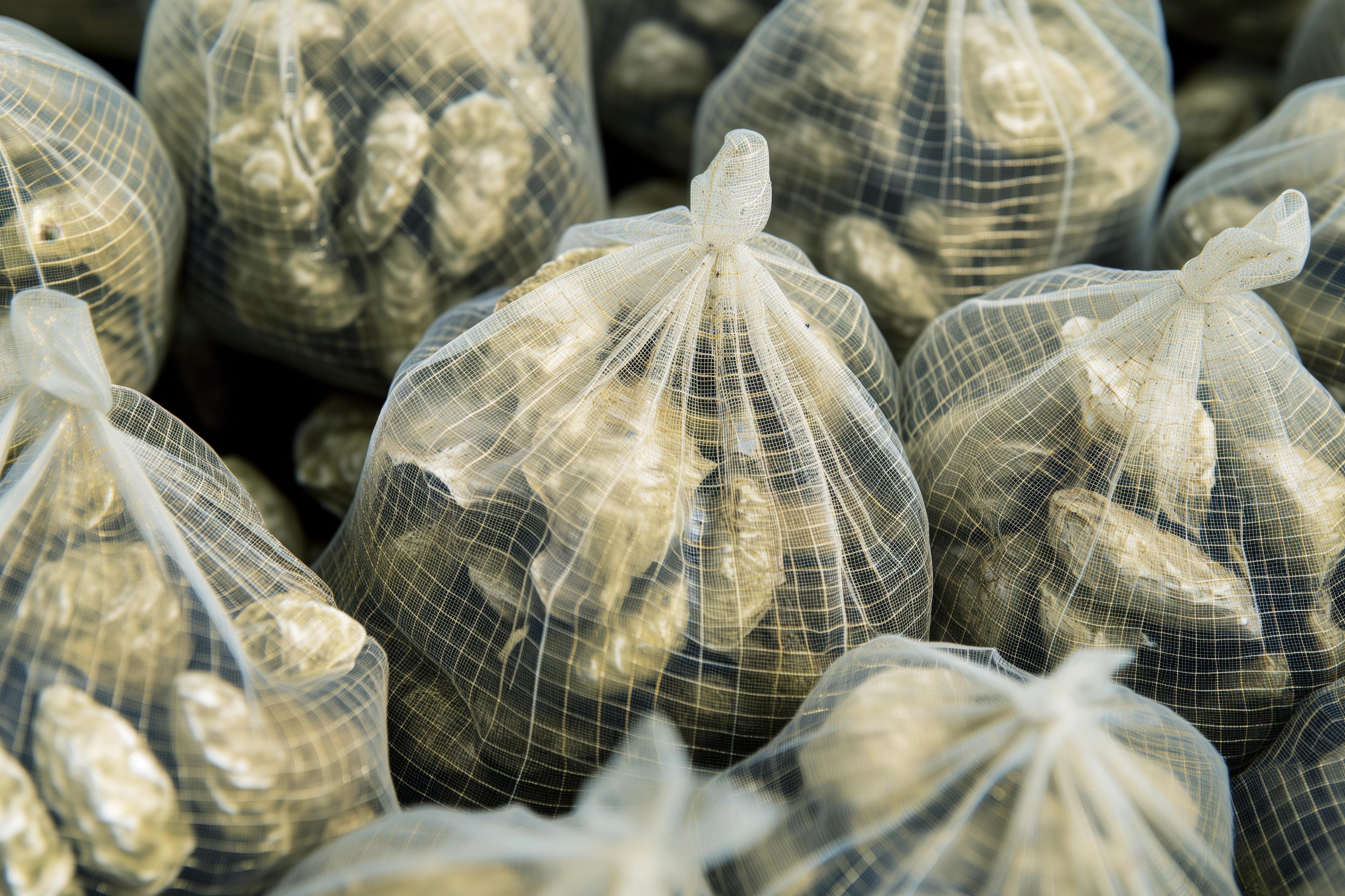 Netted bags of Oysters