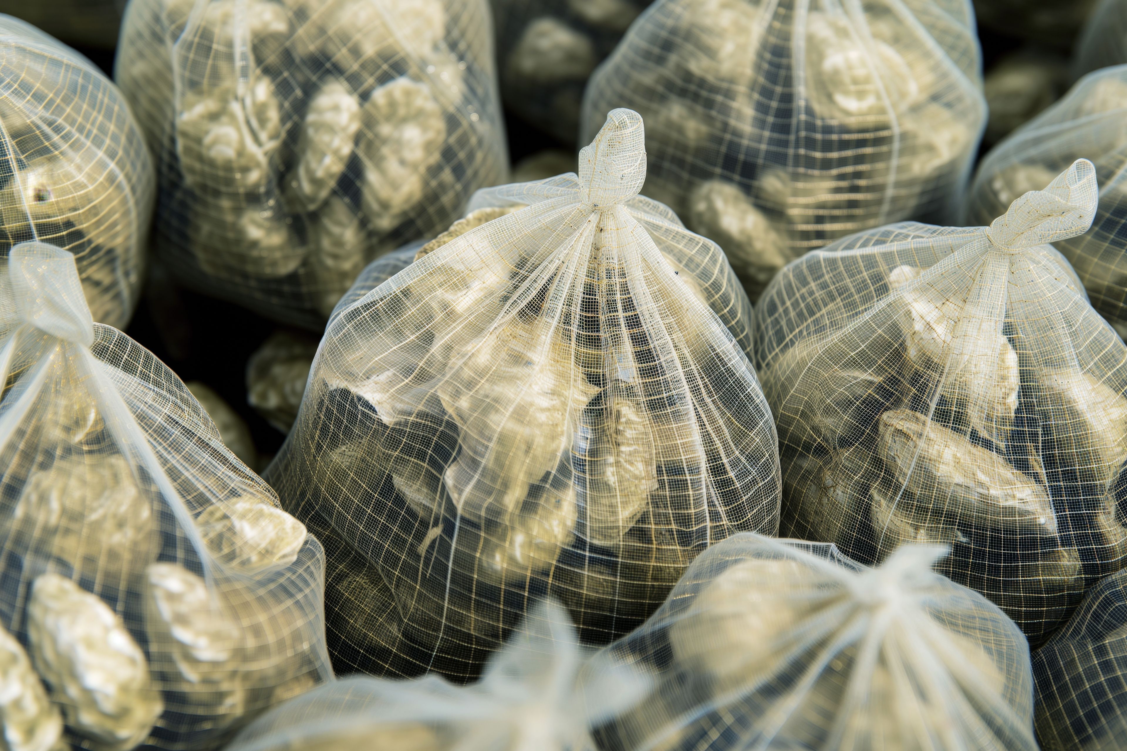 Netted bags of Oysters