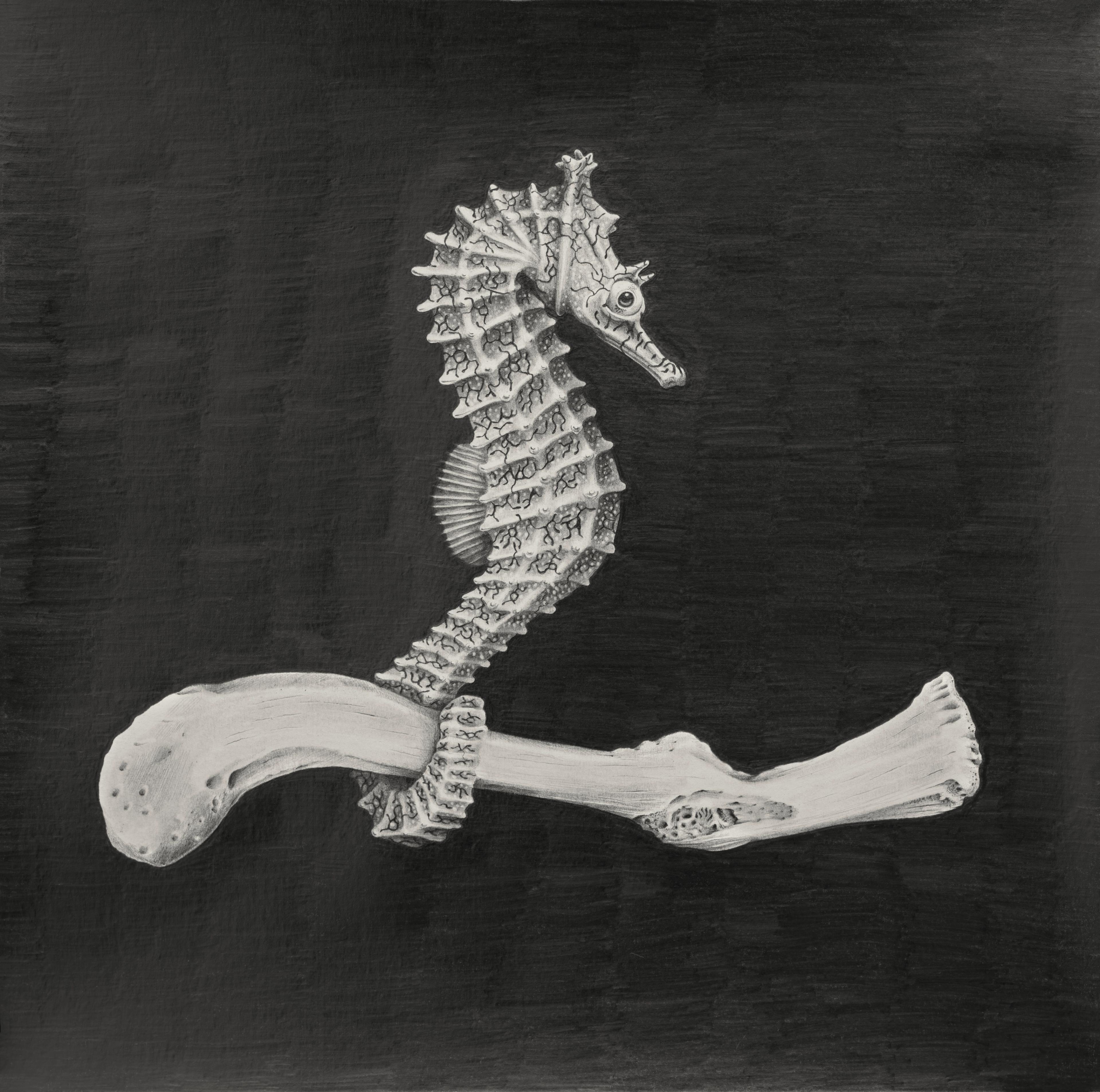 Graphite drawing by Erin Coates of a Sea Horse