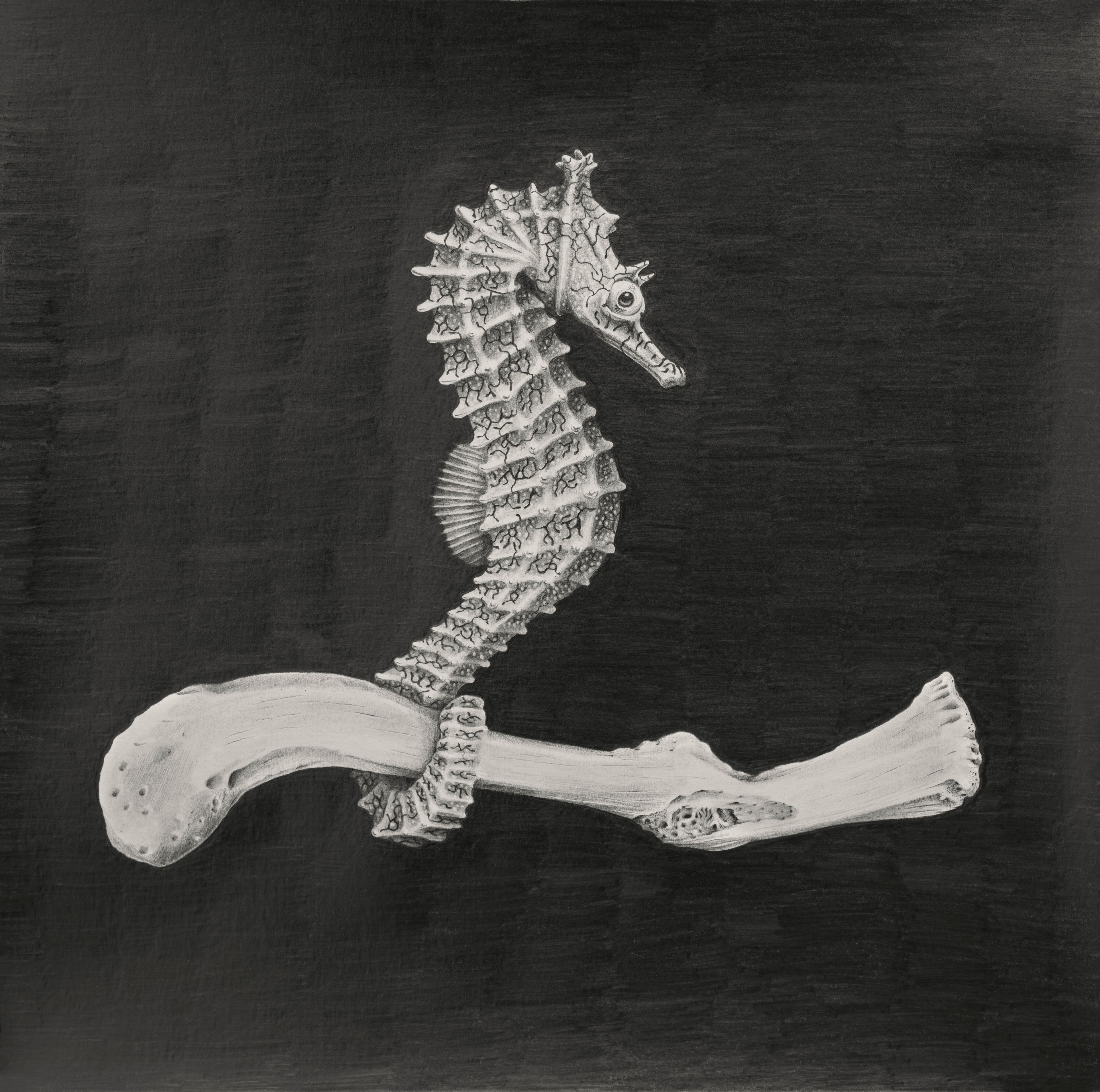 Graphite drawing by Erin Coates of a Sea Horse